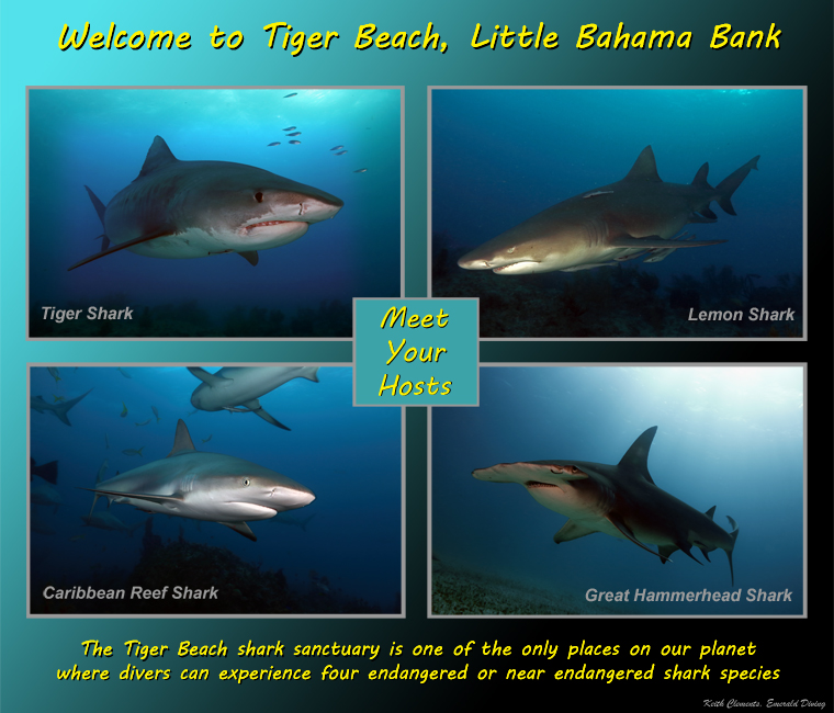 Welcome_ to_Tiger_Beach